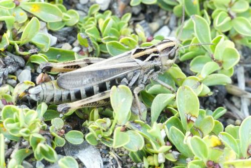 Réf. 213 425 : Stenobothrus cotticus